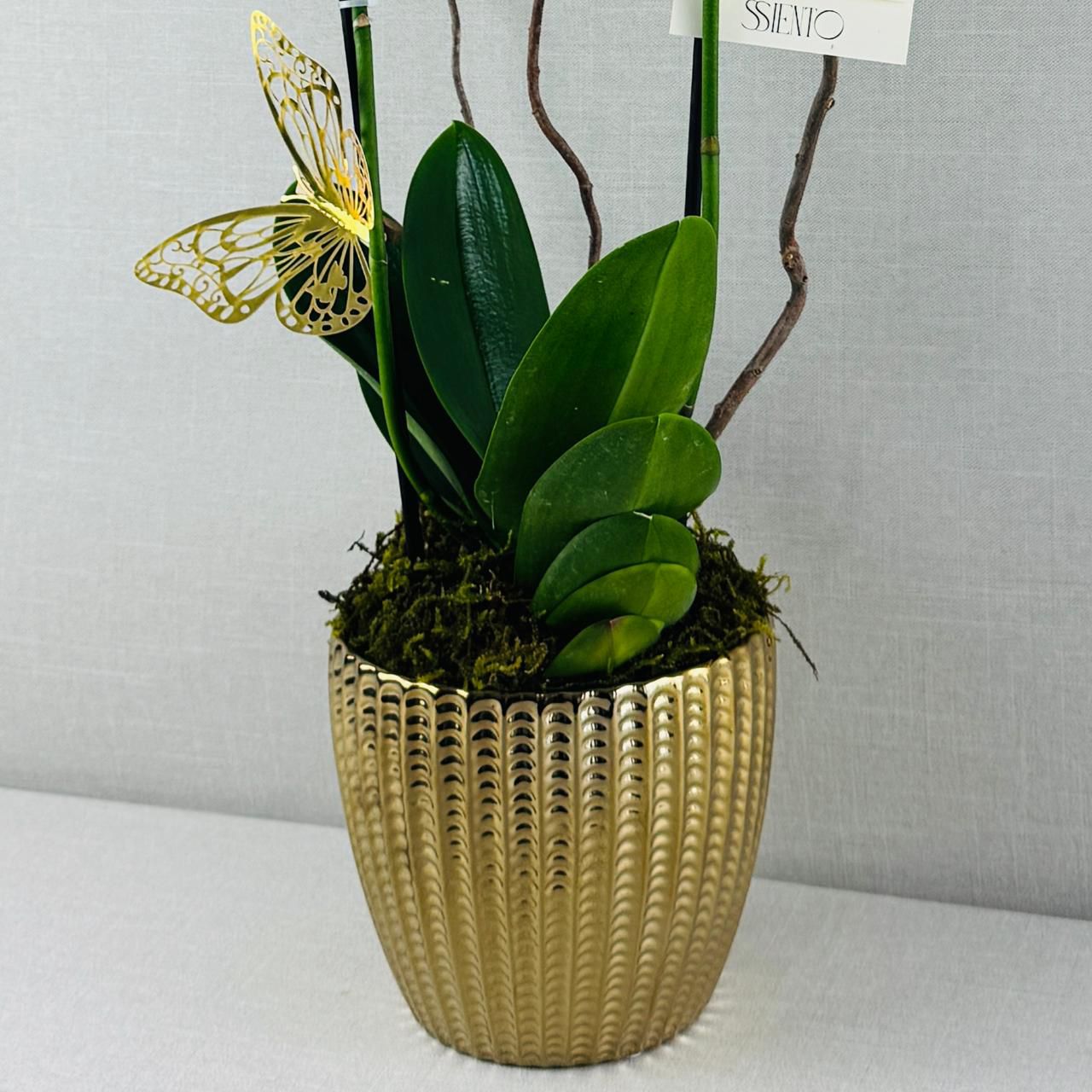 ORQUIDEAS NATURALES - Imagen 2