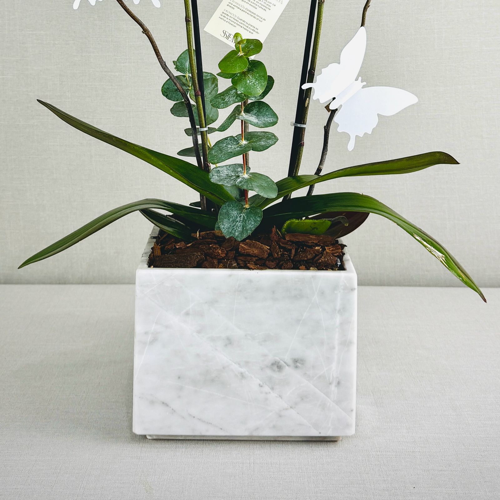 ORQUIDEAS NATURALES - Imagen 5