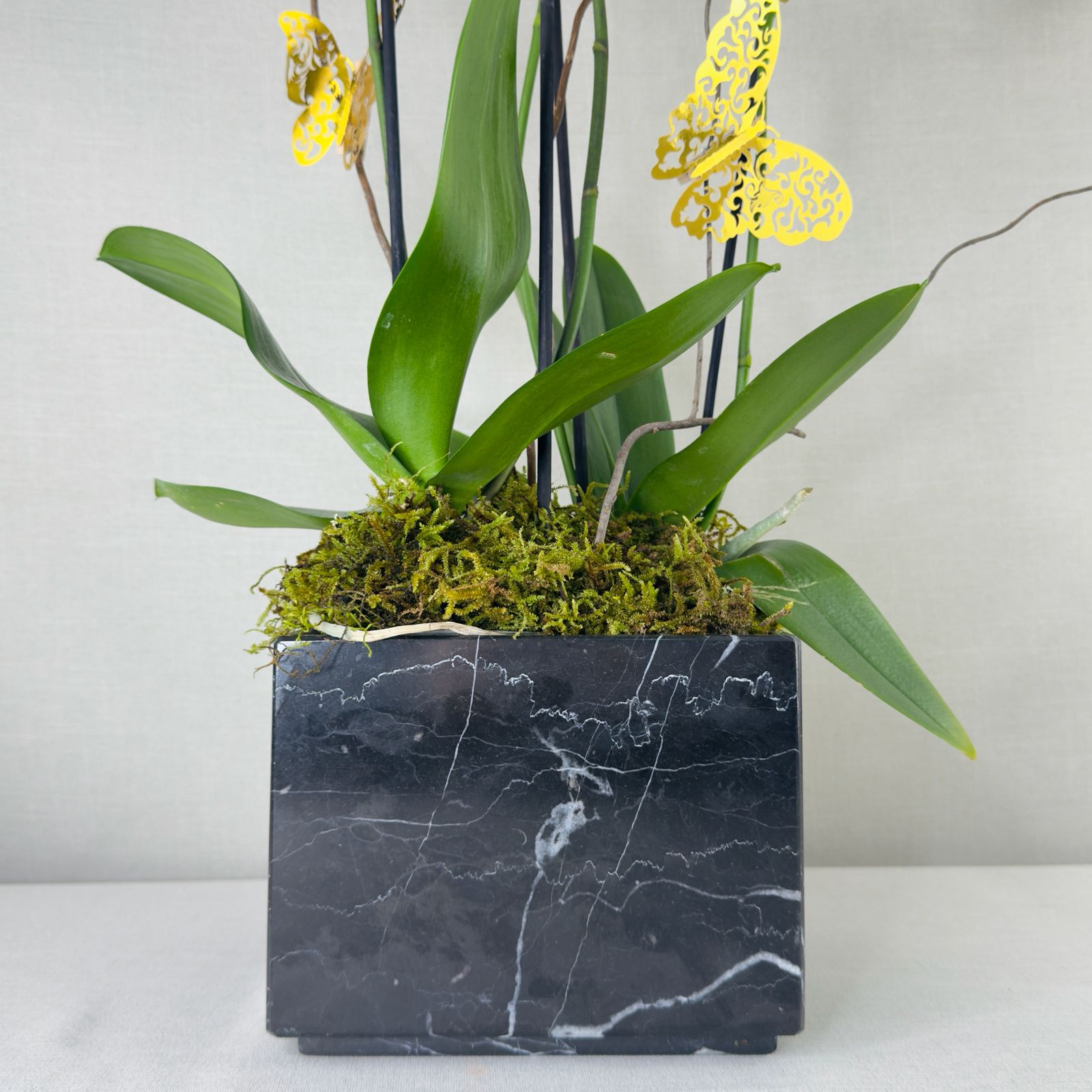 ORQUIDEAS NATURALES - Imagen 6