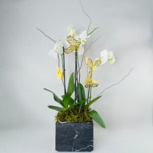 ORQUIDEAS NATURALES