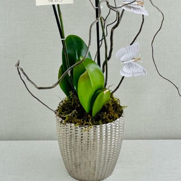 ORQUIDEAS NATURALES - Imagen 3