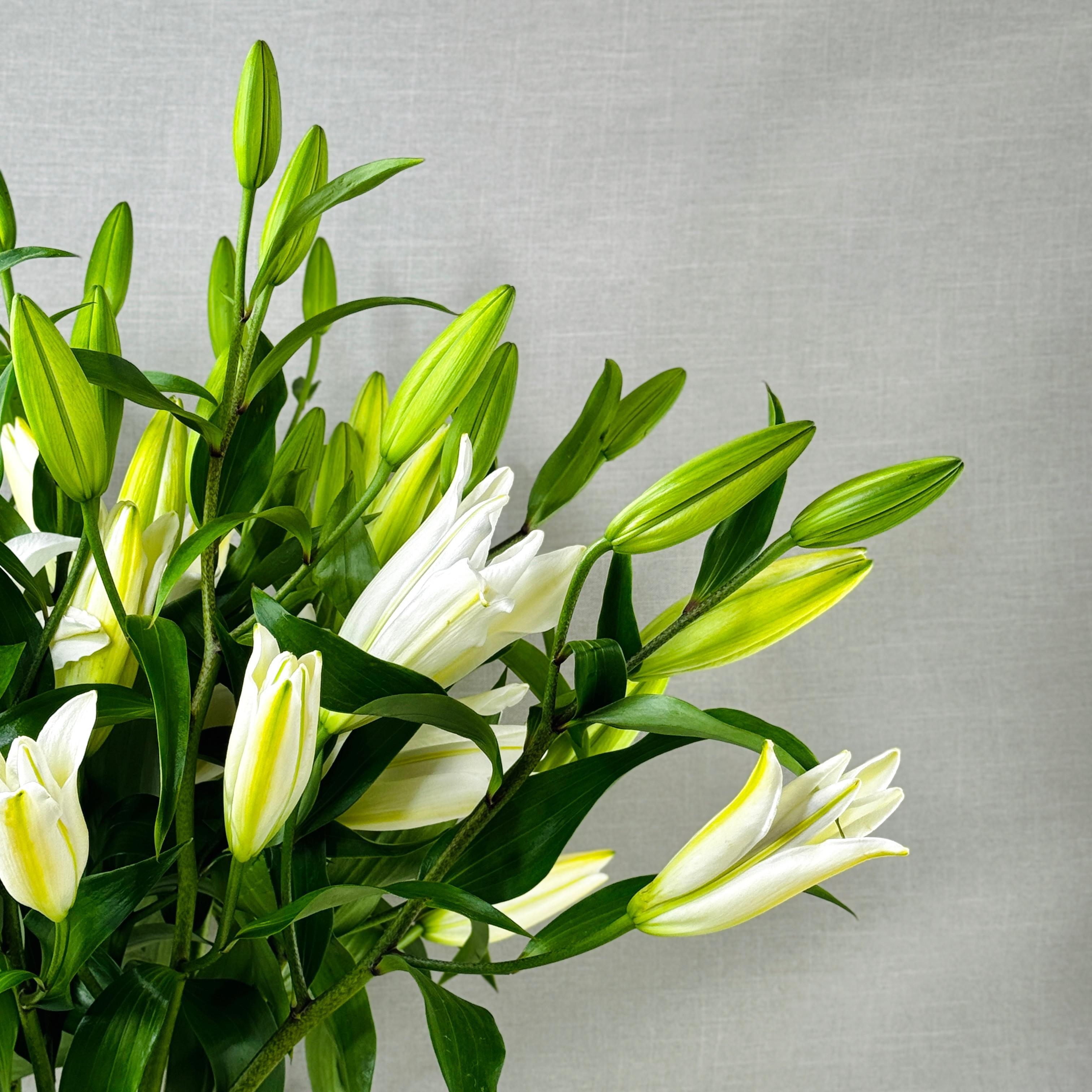 FLORES BLANCAS CASA BLANCAS - Imagen 2