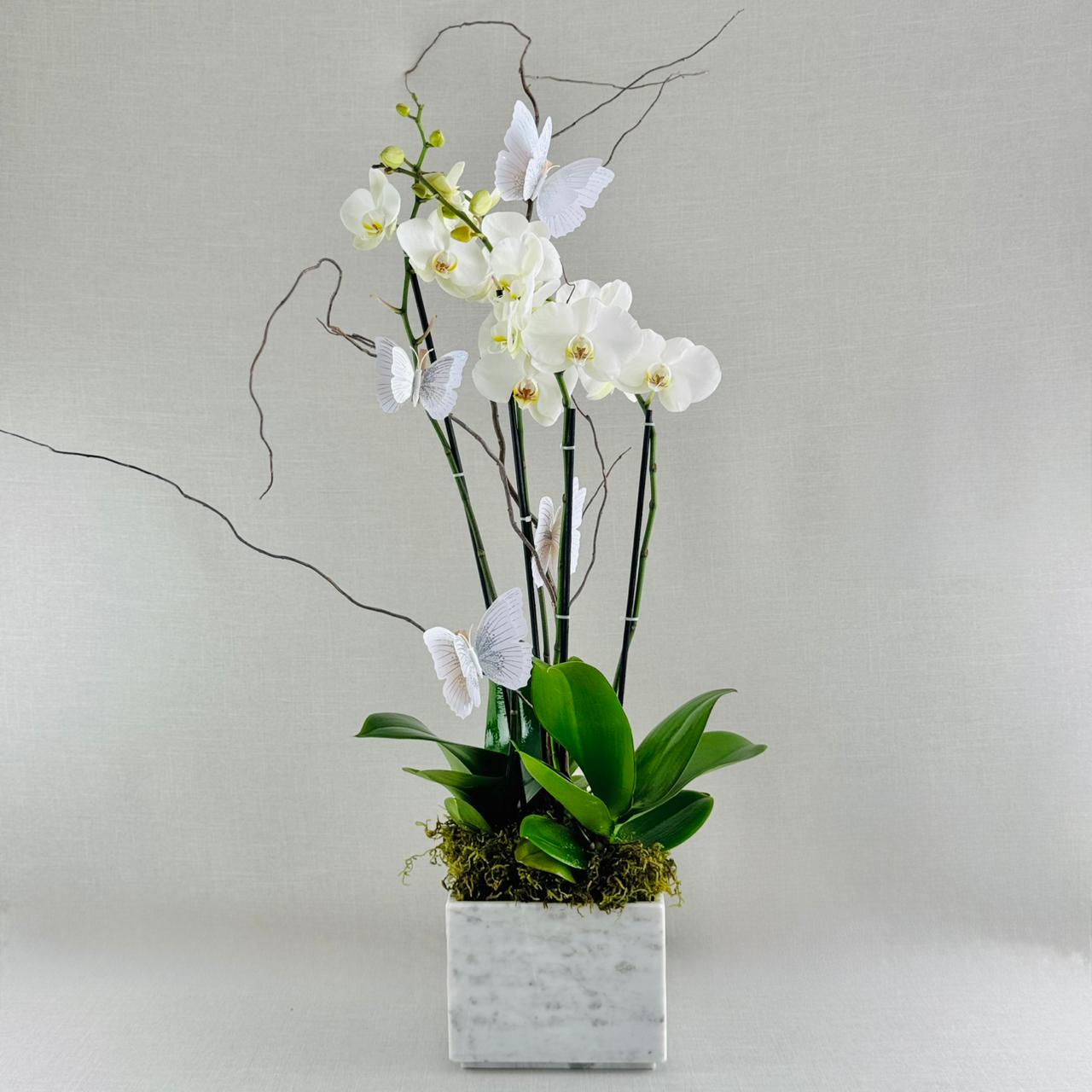 ORQUÍDEA NATURAL DOBLE CON CUATRO VARAS EN MACETA DE MÁRMOL BLANCO