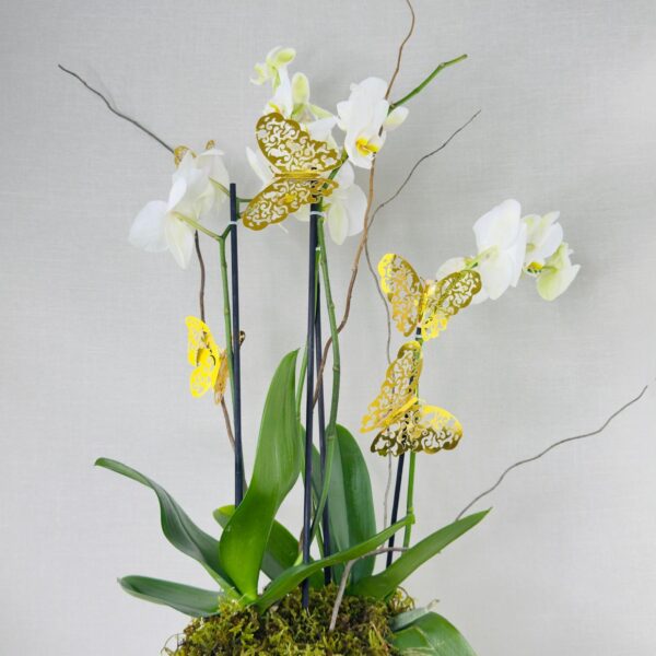 Orquídea natural doble