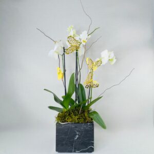 Orquídea natural doble con cuatro varas