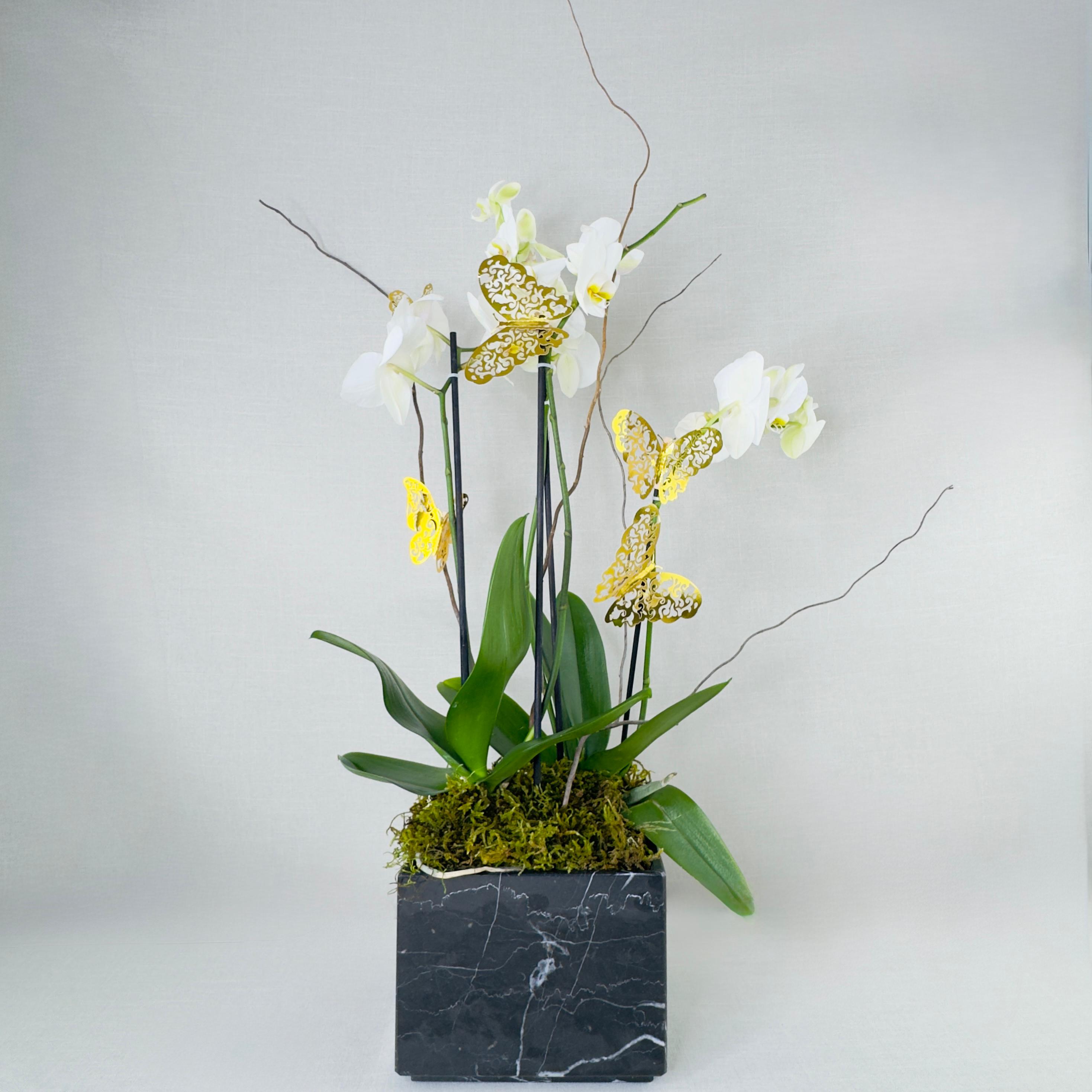 Orquídea natural doble con cuatro varas