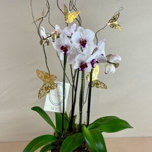 ORQUÍDEA NATURAL DOBLE CON CUATRO VARAS