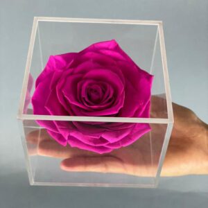 ROSA PRESERVADA EN CAJA DE ACRÍLICO