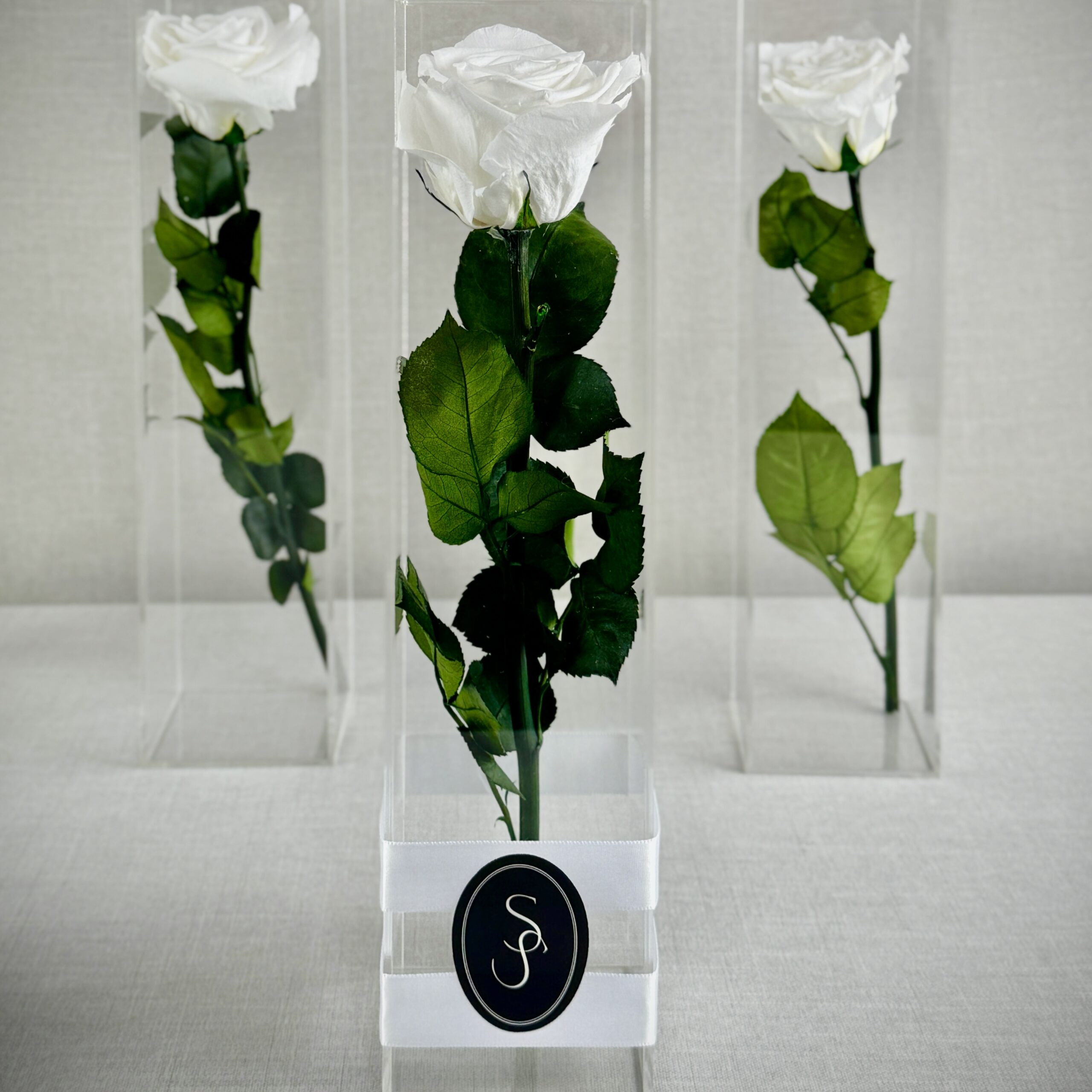 ROSA PRESERVADA CONSSIENTO - Imagen 2