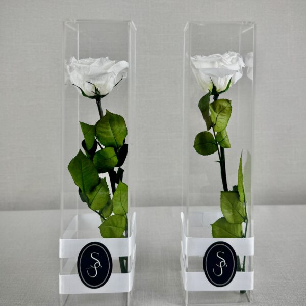 ROSA PRESERVADA CONSSIENTO - Imagen 3