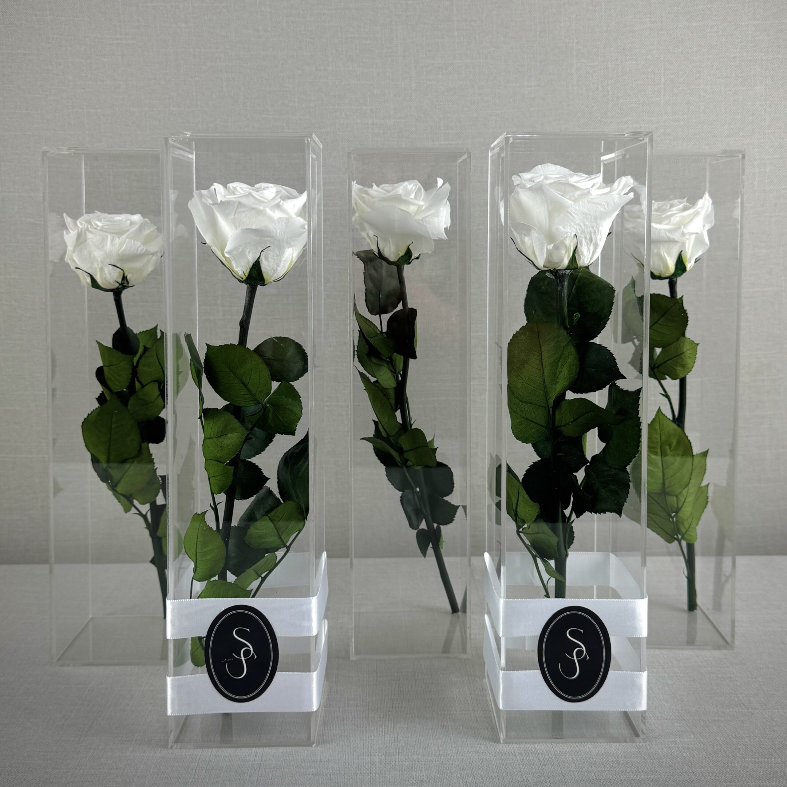 ROSA PRESERVADA CONSSIENTO