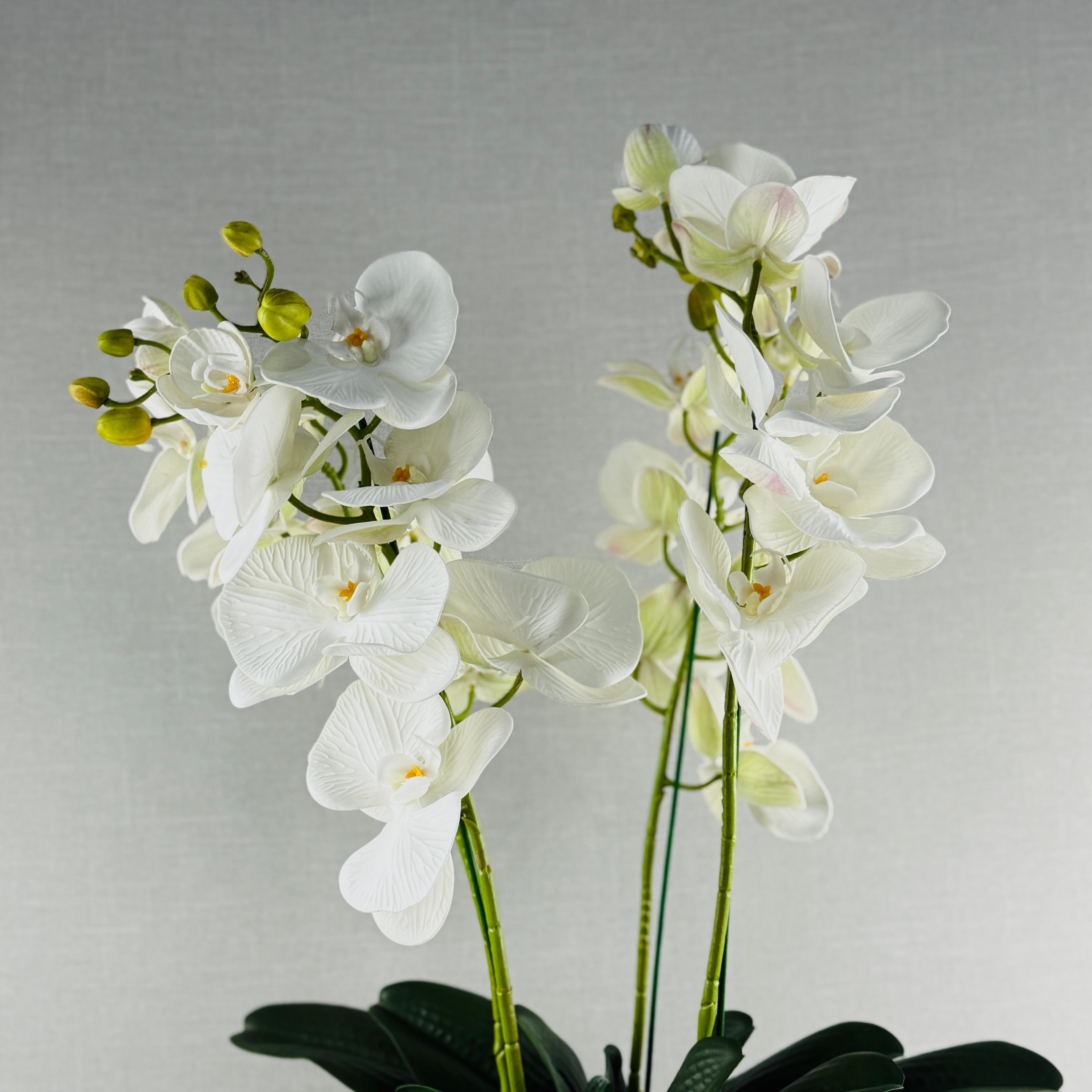 ORQUÍDEA DOBLE EN MACETA PLATEADA - Imagen 2