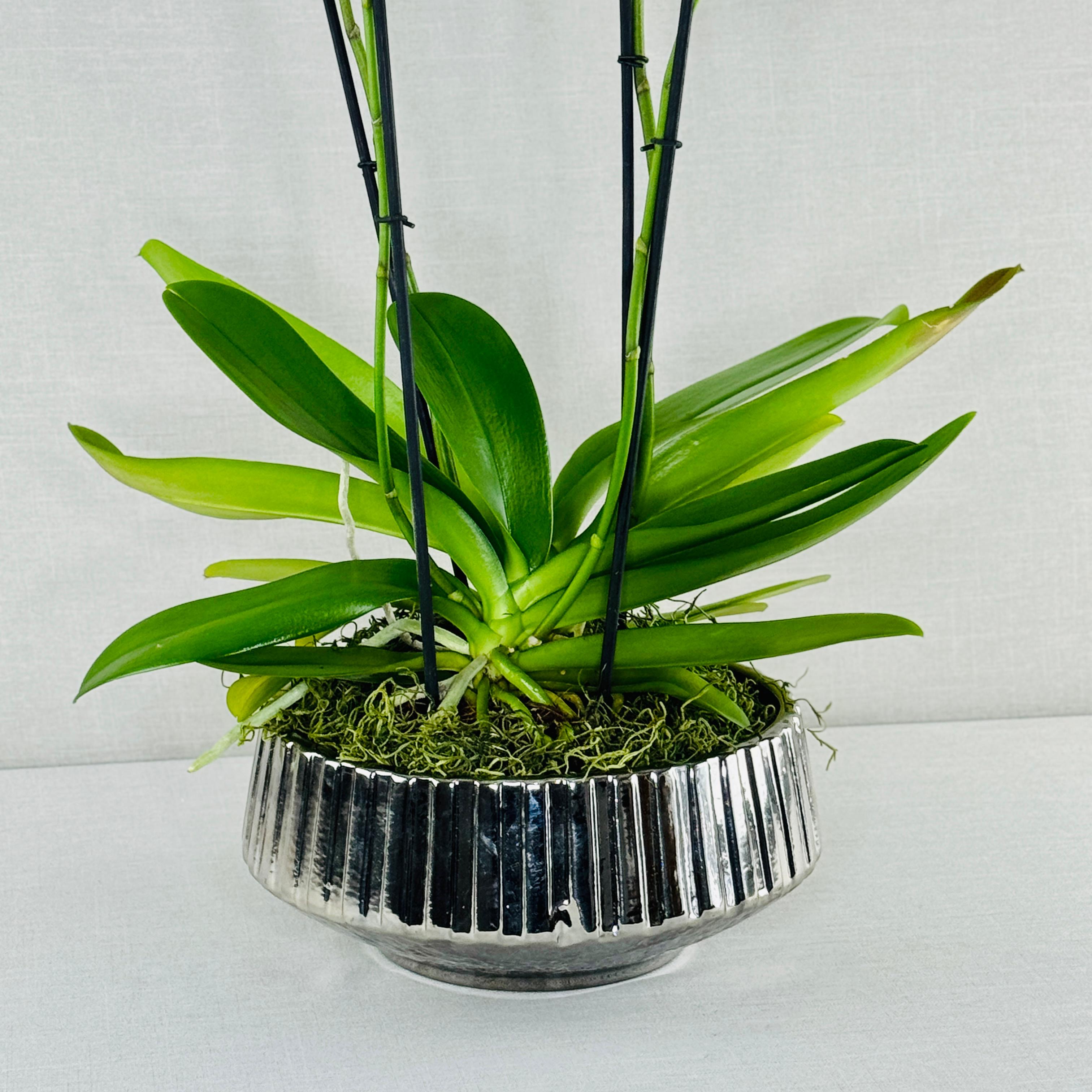 ORQUÍDEA DOBLE EN MACETA PLATEADA - Imagen 3