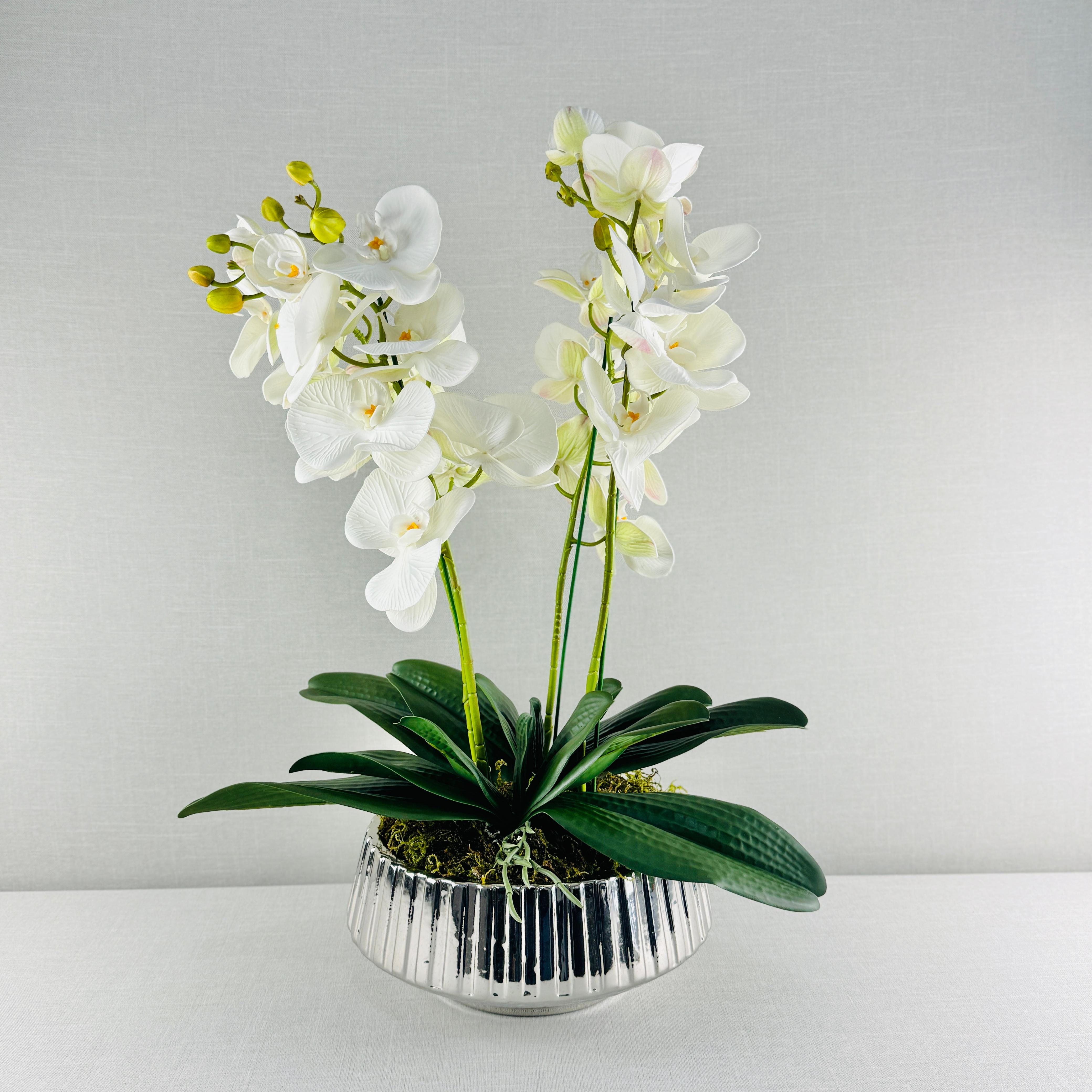 ORQUÍDEA DOBLE EN MACETA PLATEADA