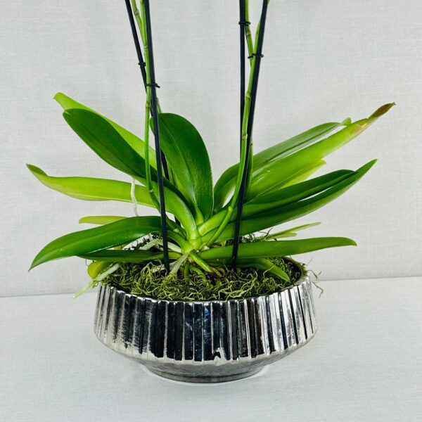 ORQUÍDEA NATURAL DOBLE EN MACETA PLATEADA - Imagen 3