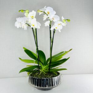 ORQUÍDEA NATURAL DOBLE EN MACETA PLATEADA