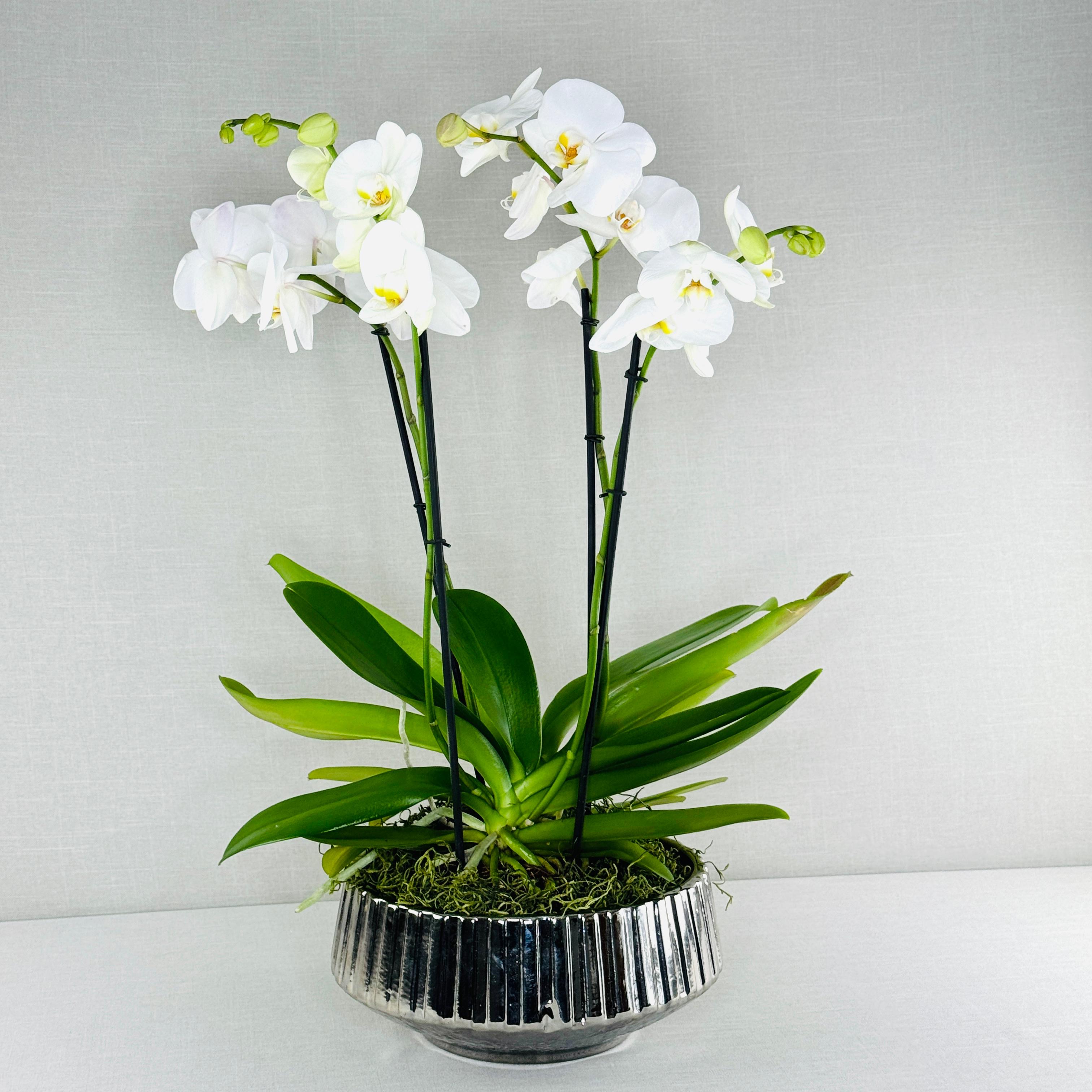 ORQUÍDEA NATURAL DOBLE EN MACETA PLATEADA