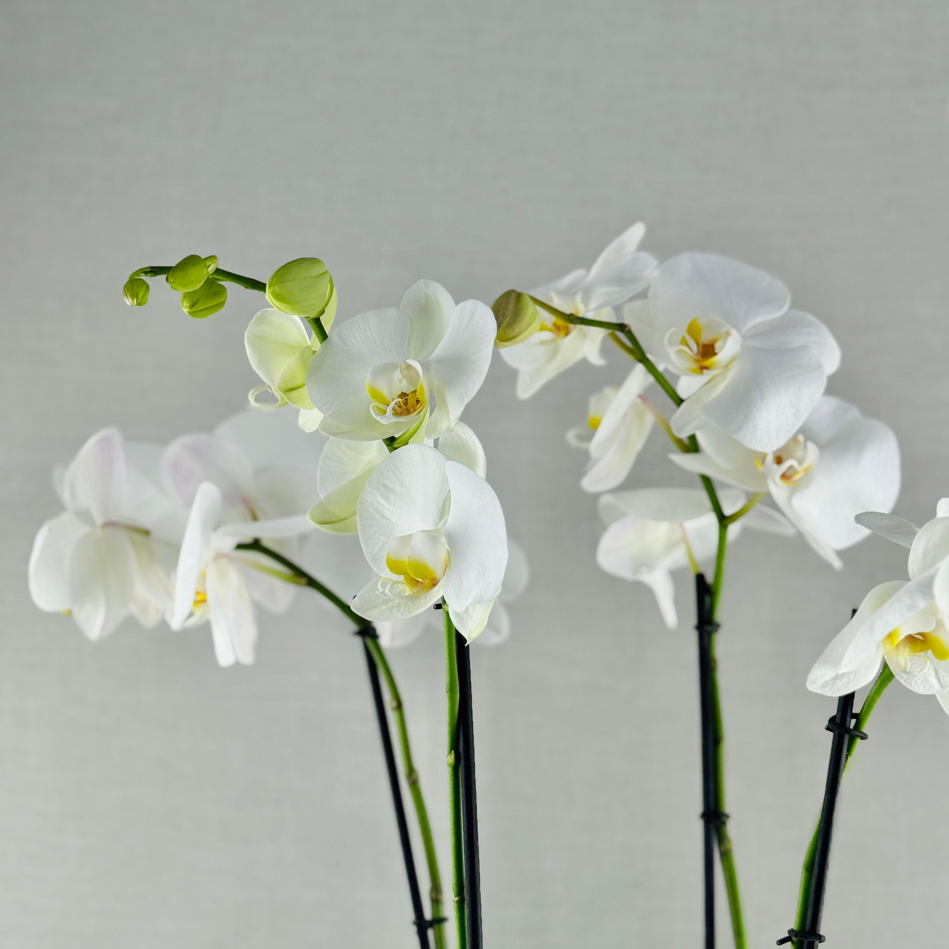 ORQUÍDEA NATURAL DOBLE EN MACETA PLATEADA - Imagen 2