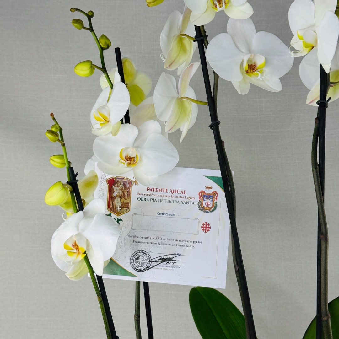 KIT EXPRESS 11 orquideas blancas